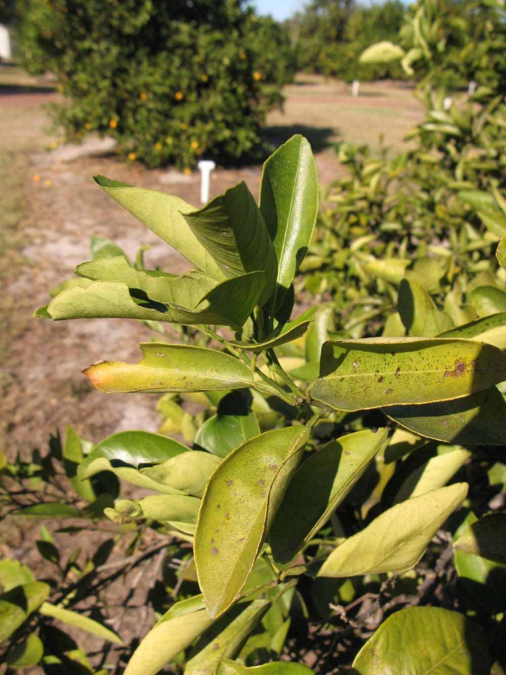            Sun leaves (Winter Haven, FL)   